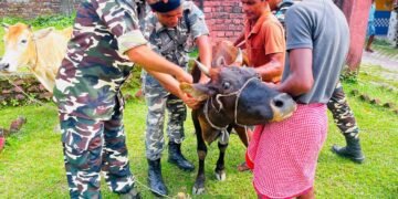 कुर्साकांटा – नि:शुल्क पशु चिकित्सा शिविर का आयोजन, 201 पशुओं का हुआ इलाज।